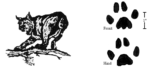 GIF: Drawing of a bobcat and its paw prints.