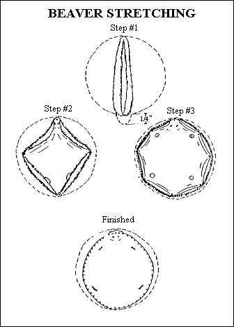 gif -- Beaver Stretching