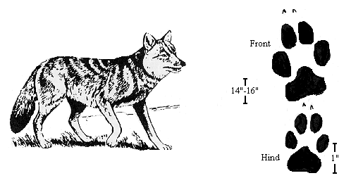 GIF: Drawing of a coyote and its paw prints.