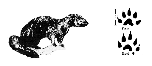 GIF: Drawing of a mink and its paw prints.